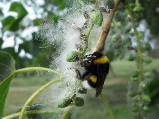 Bombus terrestris (Apidae)